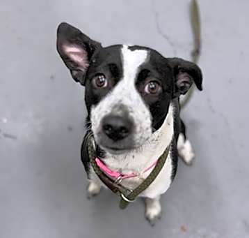 Photo of ANNIE ANN