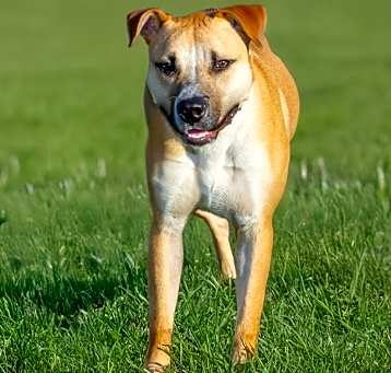 Photo of ACE