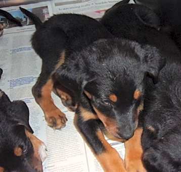 Photo of ANNIE