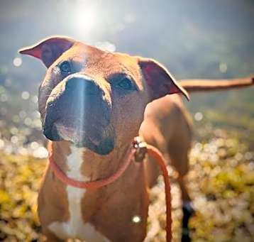 Photo of REX