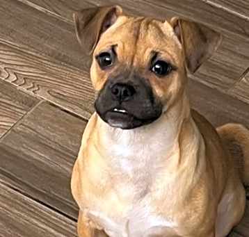 Photo of Rosie
