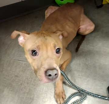 Photo of Daffodil