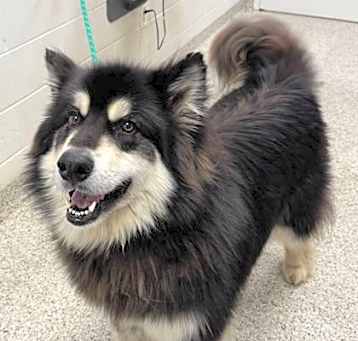 Photo of Chinook