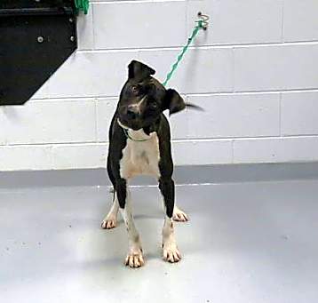 Photo of DUKE