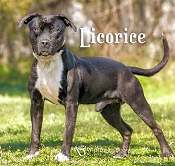 Photo of Liquorice