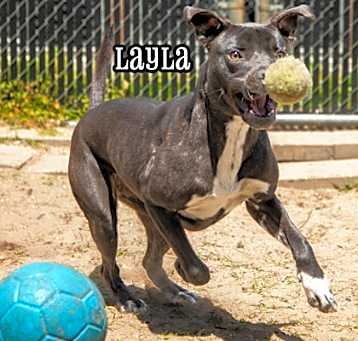 Photo of Layla