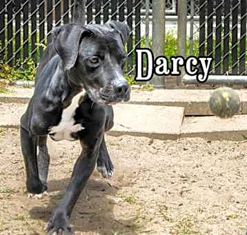 Photo of Darcy