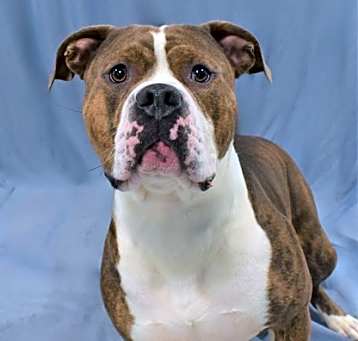 Photo of Spike 1042-24