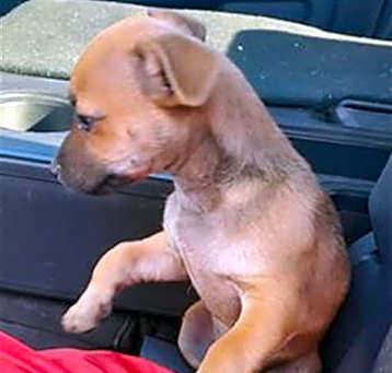 Photo of TATER TOT