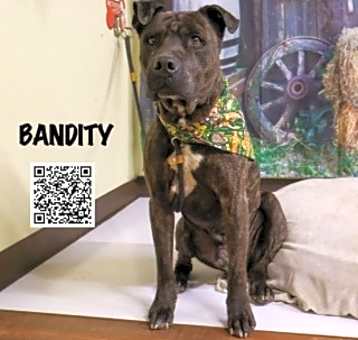 Photo of Bandity