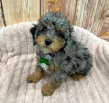 Photo of Gus Gus