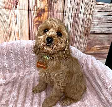 Photo of Dahlia