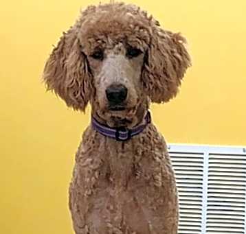 Photo of Dolly