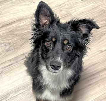 Photo of Daisy