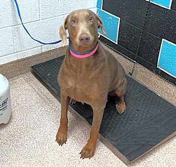 Photo of Nevaeh