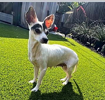 Photo of Scarlet