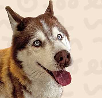 Photo of Kovu