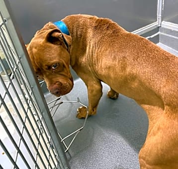 Photo of 5/12/25 Blount Rd. Stray