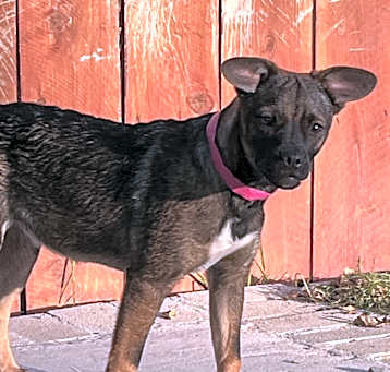 Photo of Amy March