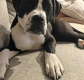 Photo of Lucy
