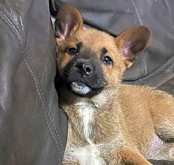 Photo of Barb