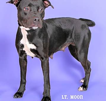 Photo of Lt.Moon