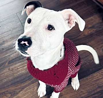 Photo of Oreo #1