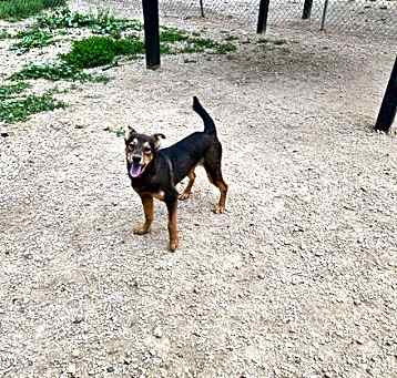 Photo of Dingo