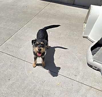 Photo of Scout
