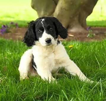 Photo of Havarti
