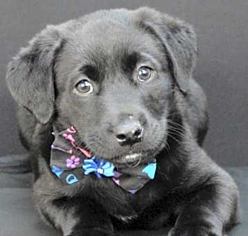 Photo of Laffy Taffy