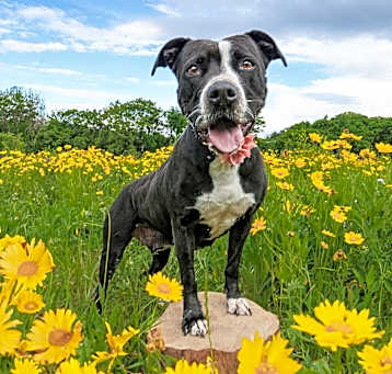 Photo of Bonnie