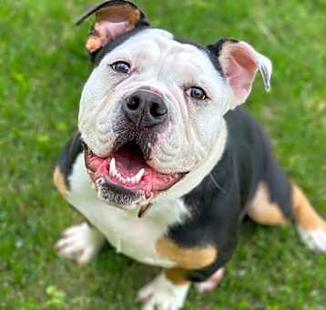 Photo of Bugsy
