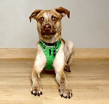 Photo of Owen D17697