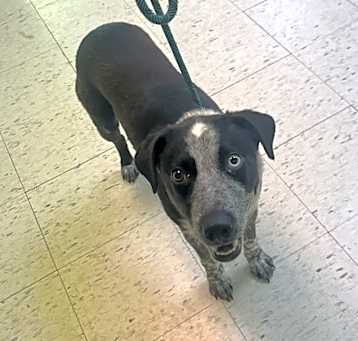 Photo of Sparky