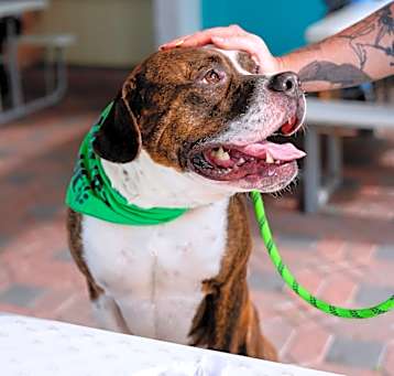 Photo of Benson (In Foster)