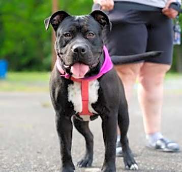Photo of Molly (In Foster)