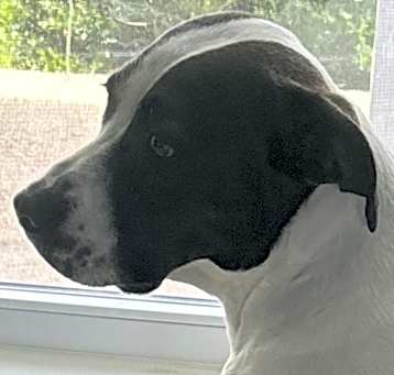 Photo of Roxy
