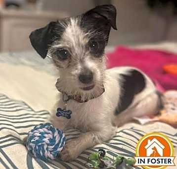Photo of Bessie