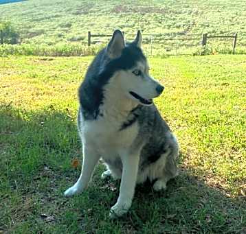Photo of Jett