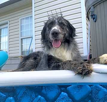 Photo of Scout