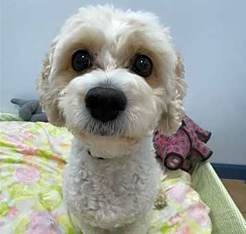 Photo of Disco