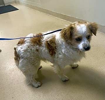 Photo of 21390- Crumpet