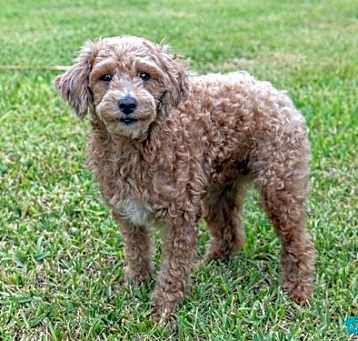 Photo of Daphne
