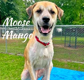 Photo of Moose Mango