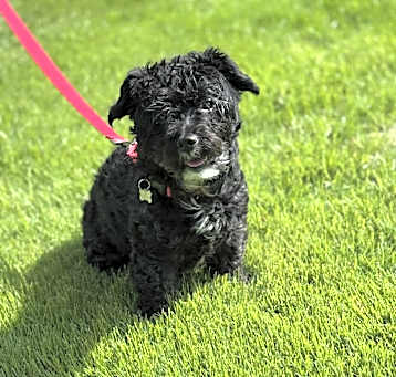 Photo of Poppy