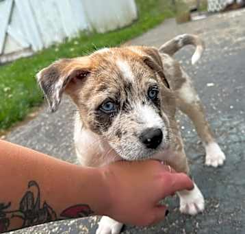 Photo of Ludo
