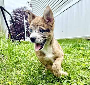 Photo of Luna