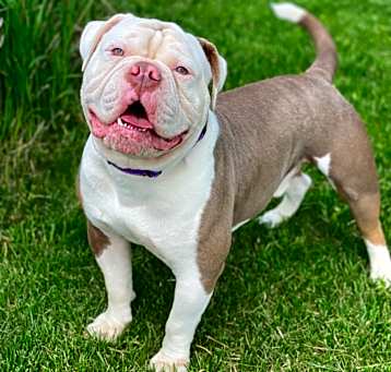 Photo of Enzo