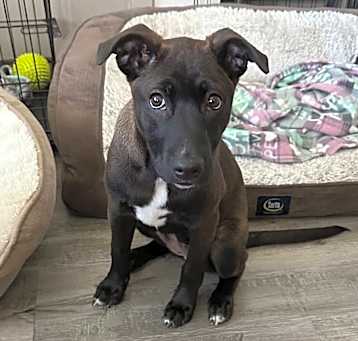 Photo of Zoomie Zena Hero B210